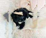Small #5 Shih-Poo