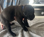 Small #27 Cane Corso