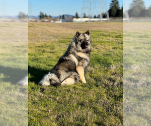 Father of the Keeshond puppies born on 05/05/2025