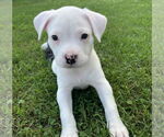 Small #4 Mutt