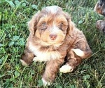 Small #4 Bernedoodle (Miniature)