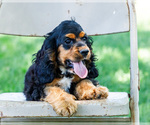 Small #2 Cocker Spaniel