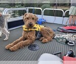 Small #4 Airedale Terrier