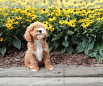 Small Photo #3 Cavapoo Puppy For Sale in SHILOH, OH, USA
