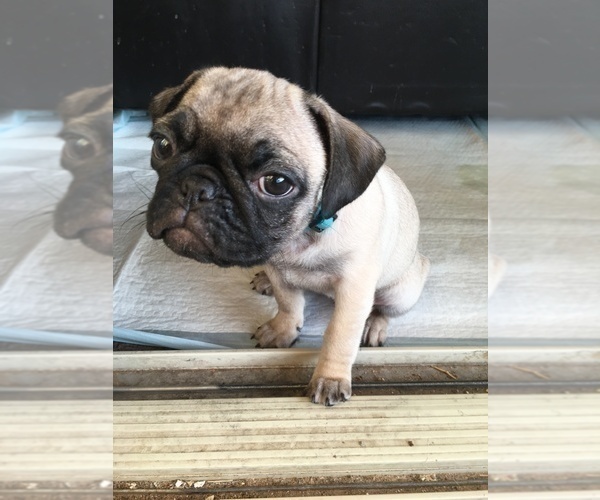 Medium Photo #6 Pug Puppy For Sale in RIO RANCHO, NM, USA