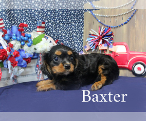 Cavalier King Charles Spaniel Puppy for Sale in CHANUTE, Kansas USA
