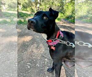 Marilynn - Female Labrador Retriever-Unknown Mix Dog for Adoption - Photo #4