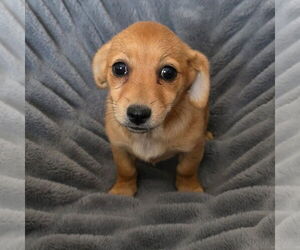 Pom-A-Poo Dogs for adoption in Banning, CA, USA