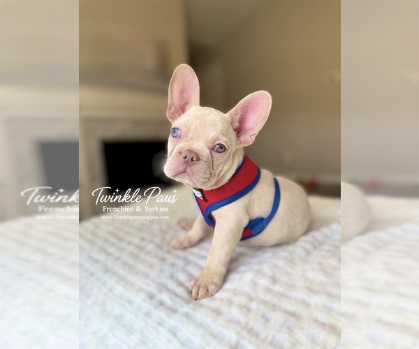 Medium Photo #1 French Bulldog Puppy For Sale in POWDER SPRINGS, GA, USA