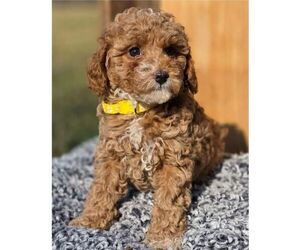 Cavapoo (Miniature) Puppy for sale in MILLERSTOWN, PA, USA