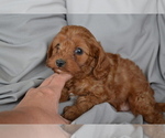 Small #4 Cavapoo