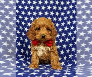 Cocker Spaniel-Poodle (Miniature) Mix Puppy for sale in NOTTINGHAM, PA, USA