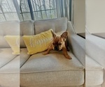 Small #3 French Bulldog
