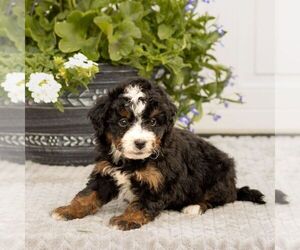 Bernedoodle (Miniature) Puppy for sale in LITITZ, PA, USA