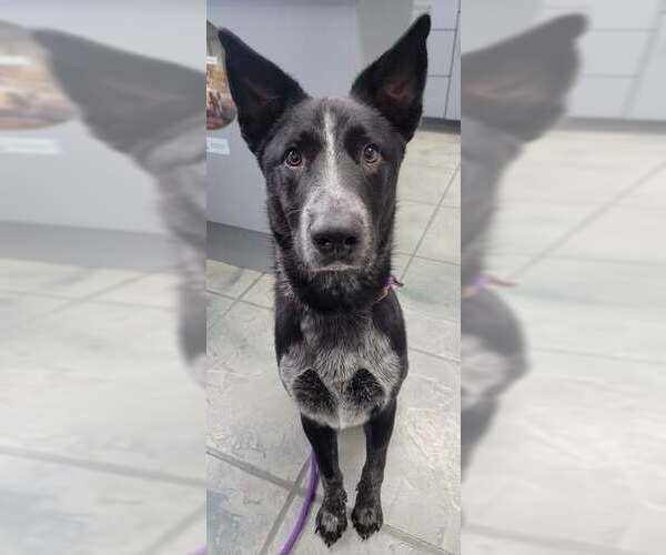 Medium Photo #12 Border-Aussie Puppy For Sale in Highland, IL, USA