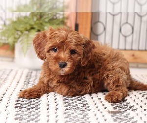 Cavapoo Puppy for sale in NAPLES, FL, USA