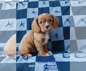 Cavalier King Charles Spaniel Litter for sale in TOPEKA, IN, USA