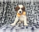 Small #1 Cavapoo