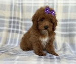 Small Photo #10 Poodle (Miniature) Puppy For Sale in LAKELAND, FL, USA