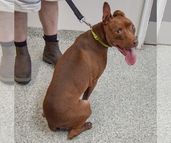 Medium Photo #4 American Staffordshire Terrier-Boxer Mix Puppy For Sale in Huntley, IL, USA