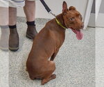 Small #3 American Staffordshire Terrier-Boxer Mix