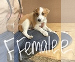 Small Photo #3 Australian Cattle Dog Puppy For Sale in BLACK RIVER FALLS, WI, USA