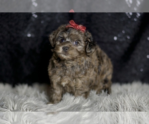 Medium Photo #92 Yorkipoo Puppy For Sale in WARSAW, IN, USA