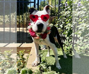 American Pit Bull Terrier-Unknown Mix Dogs for adoption in Redlands, CA, USA