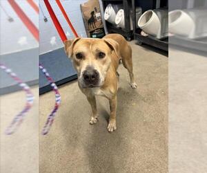 Mutt Dogs for adoption in Woodland, CA, USA