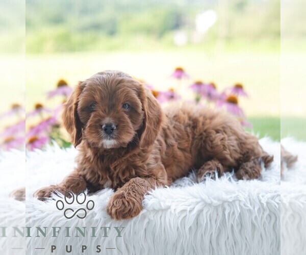 Medium Photo #4 Cavapoo (Miniature) Puppy For Sale in PAXINOS, PA, USA