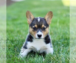 Pembroke Welsh Corgi Puppy for sale in PARADISE, PA, USA