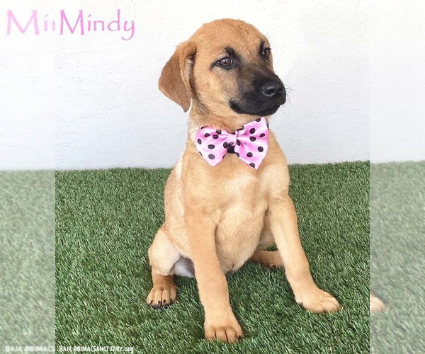 Medium Photo #1 Shepradors Puppy For Sale in San Diego, CA, USA