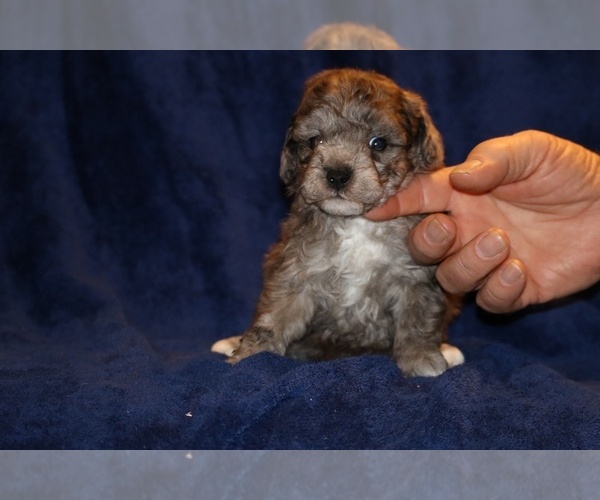 Medium Photo #3 Poodle (Toy) Puppy For Sale in DYERSBURG, TN, USA