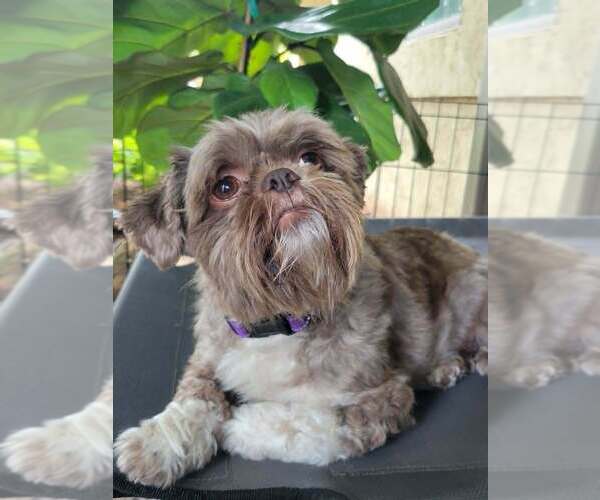 Medium Photo #4 Shih Tzu-Unknown Mix Puppy For Sale in Andover, MN, USA
