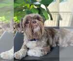 Small #3 Shih Tzu Mix