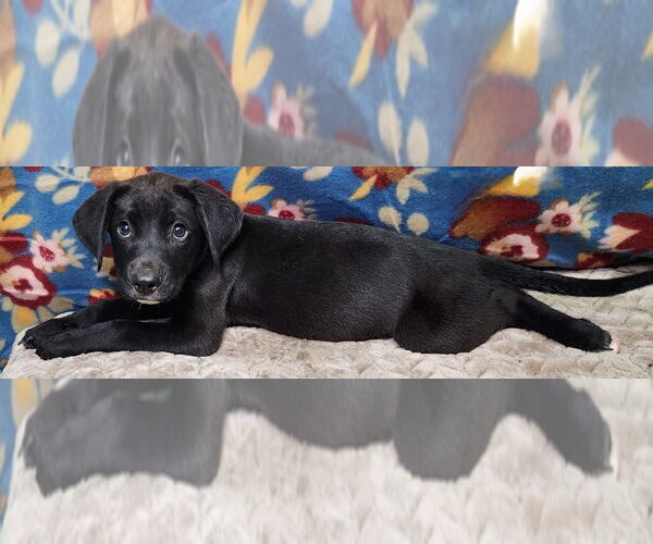 Medium Photo #1 Labrador Retriever-Unknown Mix Puppy For Sale in Wetumpka, AL, USA