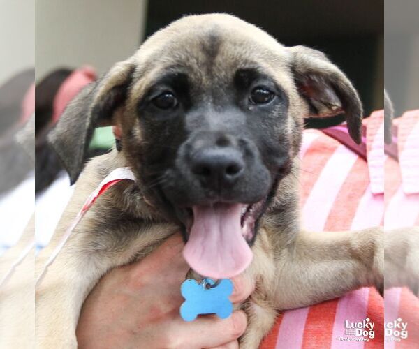 Medium Photo #6 Mutt Puppy For Sale in Washington, DC, USA
