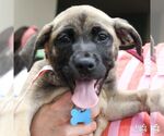 Small #5 Mutt