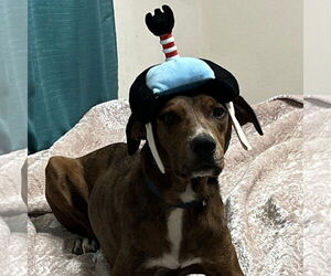 MyTai GDP - Male Mutt Dog for Adoption - Photo #2