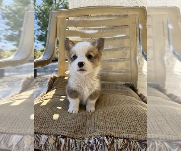 Medium Photo #6 Cardigan Welsh Corgi Puppy For Sale in VALLEY VILLAGE, CA, USA