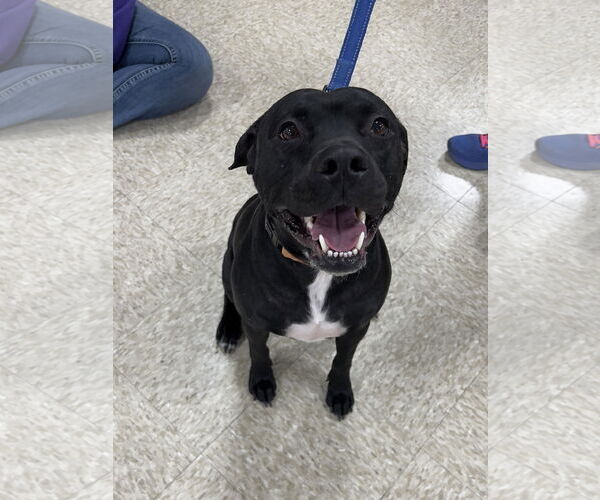 Medium Photo #3 American Staffordshire Terrier-Unknown Mix Puppy For Sale in Minneapolis, MN, USA