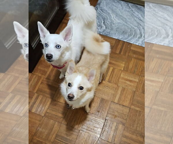 Medium Photo #6 Pomimo Puppy For Sale in Princeton, MN, USA