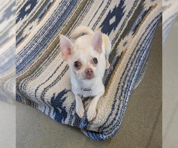 Medium Photo #1 Chihuahua Puppy For Sale in San Martin, CA, USA