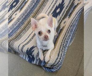 Chihuahua Dogs for adoption in San Martin, CA, USA