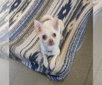 Small Chihuahua