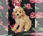 Small Photo #2 Bichpoo Puppy For Sale in NOTTINGHAM, PA, USA