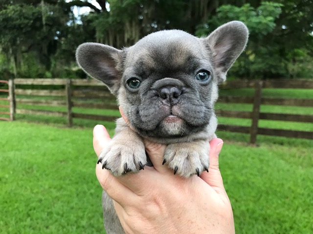 Medium Photo #1 French Bulldog Puppy For Sale in OCALA, FL, USA