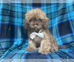 Small #4 ShihPoo