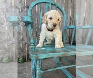 Goldendoodle-Poodle (Standard) Mix Puppy for sale in ROBINSON, TX, USA