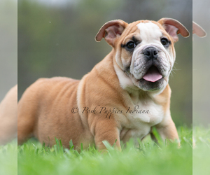 Medium English Bulldog